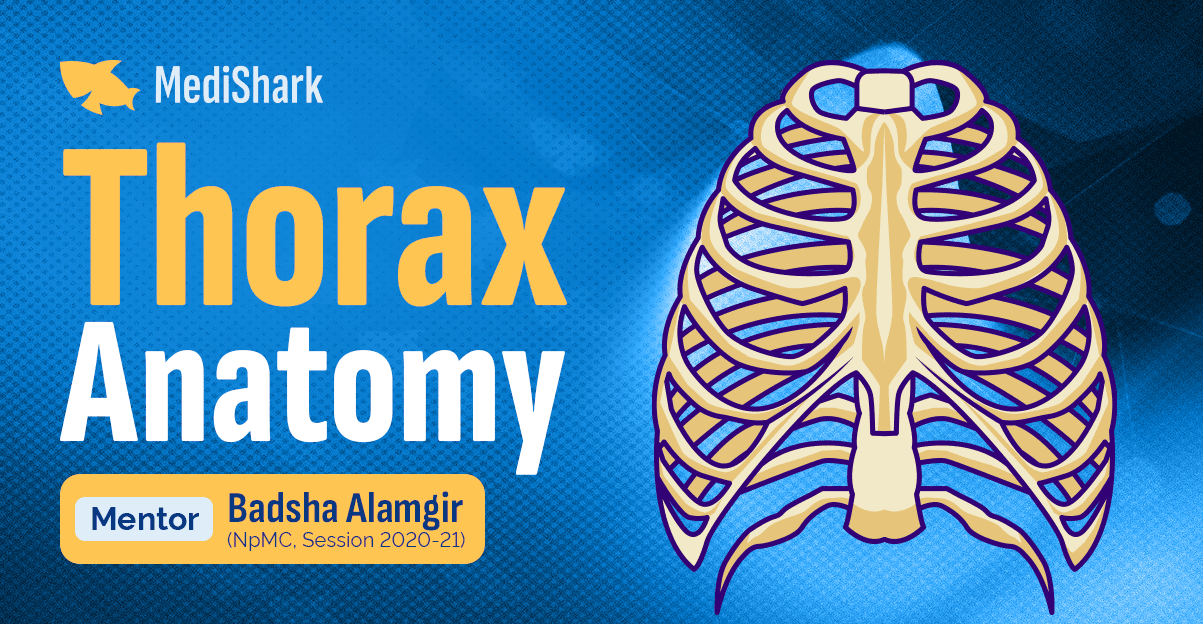 Thorax Anatomy