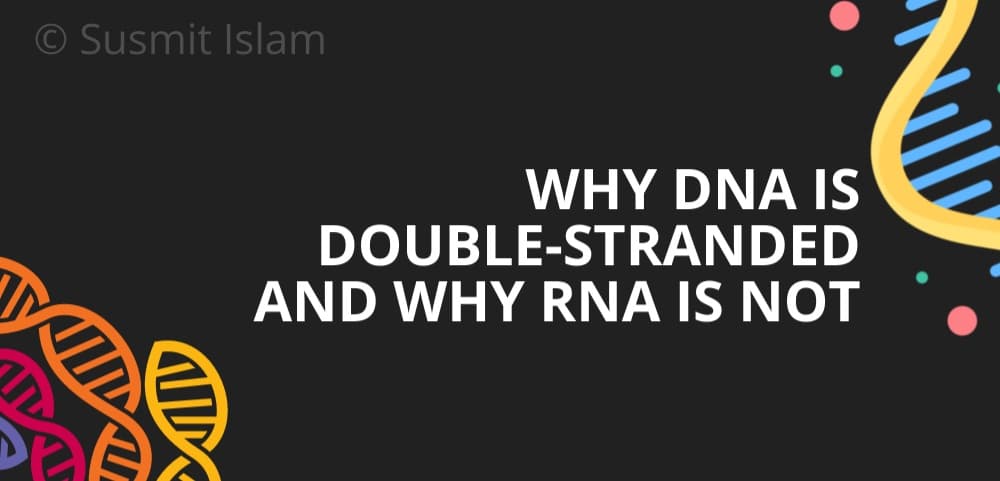 DNA double-stranded হলেও RNA কেন নয়?