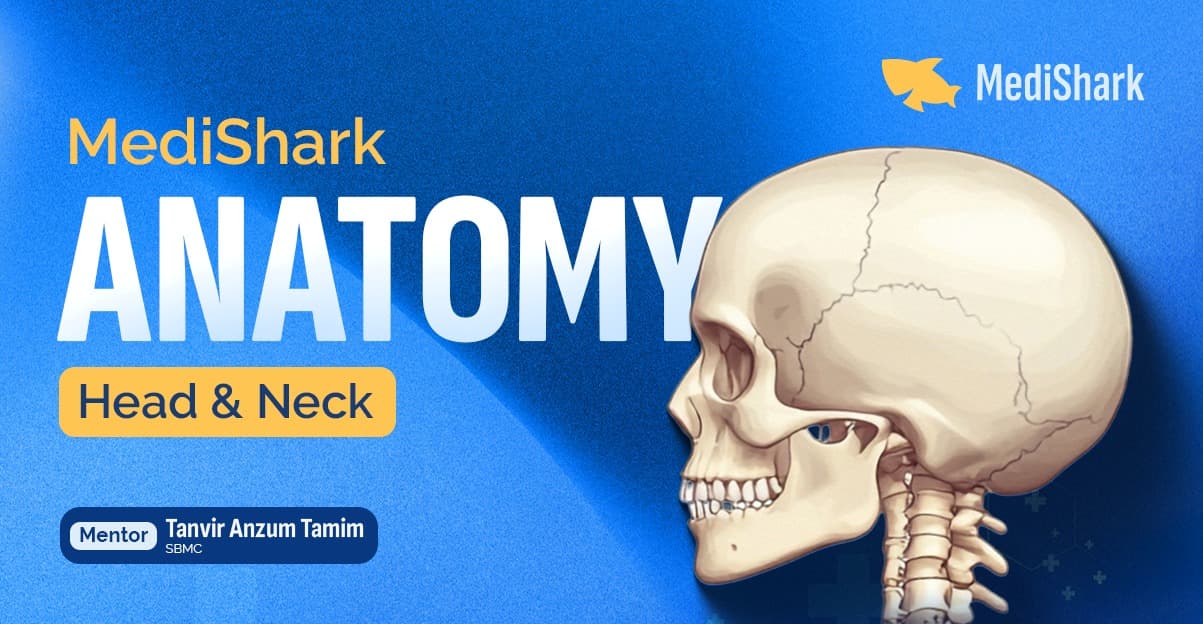 Head Neck Anatomy