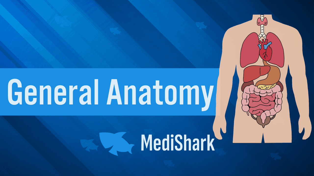 General Anatomy