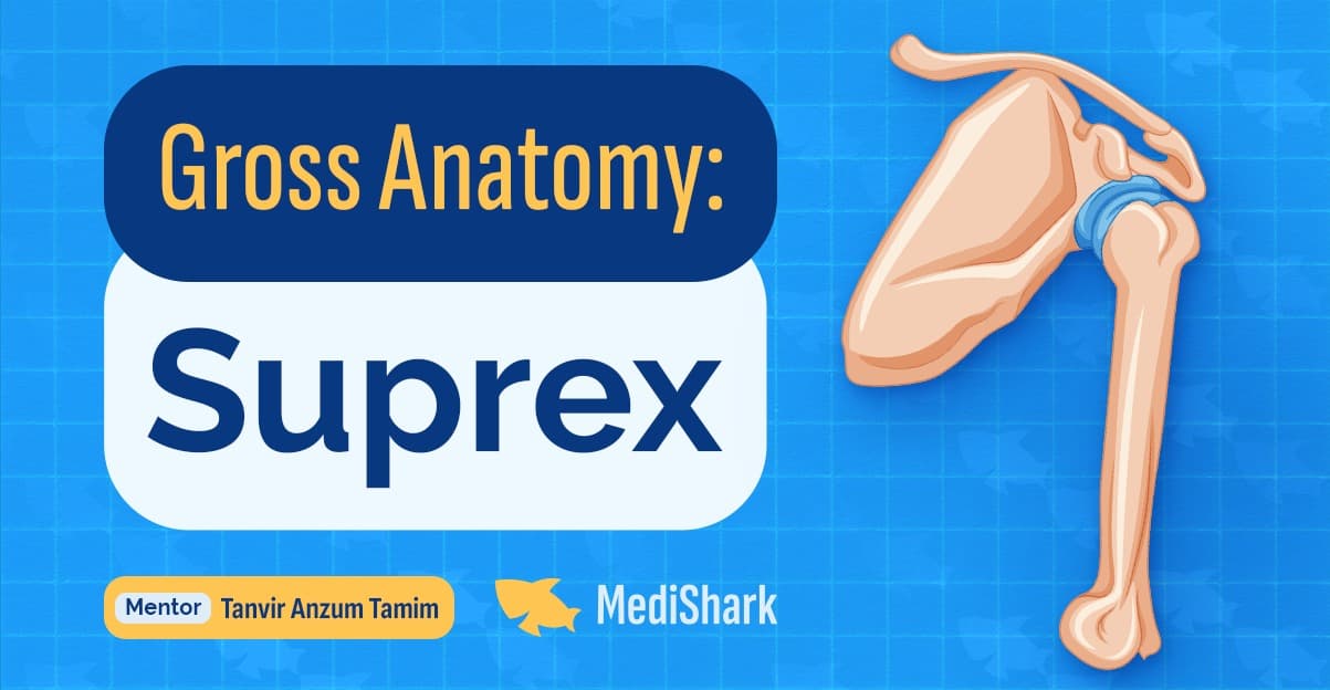 Suprex Anatomy (2nd Card)