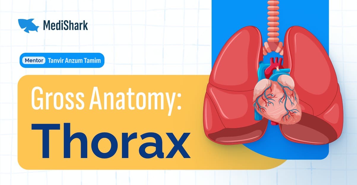 Thorax Anatomy (1st Card)